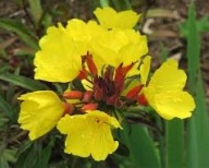 Słoneczny Wiesiołek Ogrodowy Sadzonki P9