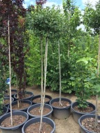 Wiśnia Kulista 'Umbraculifera' wysokość ok. 200cm