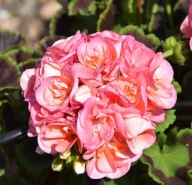 Pelargonia zonale Smart Lenja Salmon