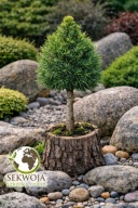 Sosna pospolita 'Green Penguin' Pinus sylvestris STOŻKOWA VARELLA