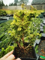 CYPRYSIK TĘPOŁUSKOWY "GRACILIS AUREA" sadzonka