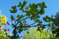 Tulipanowiec spiratea okaz taras szczepiony inny