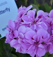 Pelargonia peltatum Temprano Butterfly ZWISAJĄCA