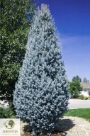 WĄSKA KOLUMNA Świerk kłujący, srebrny 'Iseli Fastigiate' Picea pungens