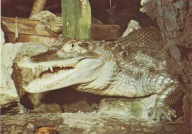 KRAKÓW - KAJMAN OKULAROWY - ZOO - OGRÓD ZOOLOGICZNY