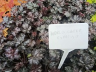 ŻURAWKA "WORLD CAFFE ESPRESSO" sadzonka doniczka 1,5 l