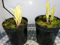 Hosta „White Feather” - funkia