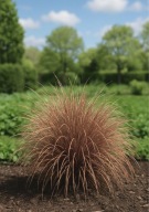 TURZYCA Bronze Form wyjątkowa trawa w doniczce P9
