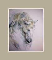 MALARSTWO -PORTRET,KONIE ,KOŃ SIWEK -AKWARELA