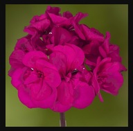 Pelargonia FIOLETOWA INTERSPECIFIC Mojo Violet