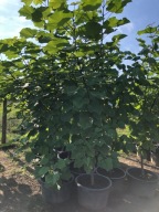 SURMIA ZWYCZAJNA KATALPA wys. ok. 300cm WYS. FOTKI