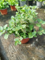 Mięta włoska sadzonka