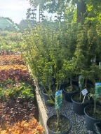 Klon palmowy SHISHIGASHIRA -DUŻA sadzonka SZCZEPIONY d. 10 l 120-140 cm cm