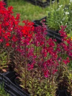 Lobelia wieloletnia czerwona Finschip Burgundy