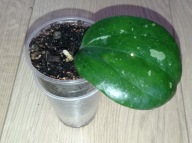 Hoya Hoja MACROPHYLLA snow queen ukorzeniona