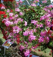 Pelargonia zwisająca PELTATUM Balcon Lilac DŁUGA