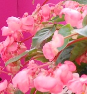 Begonia DRAGON Wing Pink DUŻA