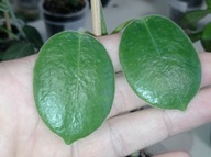 Hoya Hoja ARIADNA cięta