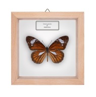 Motyl w gablotce Danaus genutia