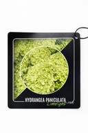 HYDRANGEA PANICULATA 'LIMELIGHT' HORTENSJA BUKIETOWA sadzonka 5l