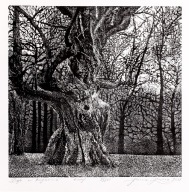 "Dąb w Rogalinie" linoryt, 38 x 37 cm