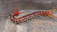 Scolopendra Morsitans skolopendra z afryki
