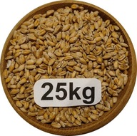 Pszenica Ozima Konsumpcyjna/Paszowa 25kg, 2025r