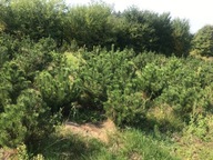 Sosna Hakowata wys.120-160cm