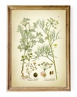 ZIOŁA, reprint starej grafiki, KOLENDRA, KOPER, obraz vintage do kuchni