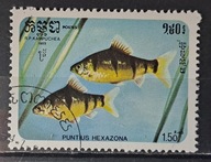 Ryby (kas) - luzak - do uzupełnień 13/7