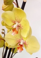 PHALENOPSIS storczyk amidala 6