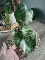 Dwulistny ukorzeniony szczyt monstery variegaty