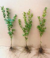 Bukszpan Buxus sadzonka 15-40 cm