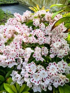 Kalmia szerokolistna RADIATA - bardzo DUŻA SADZONKA zimozielona