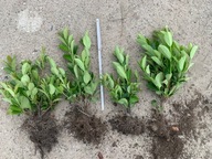 Laurowiśnia sadzonka z gołym korzeniem 40-60 cm