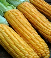 Kukurydza na Popcorn pękająca nasiona