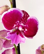 PHALENOPSIS storczyk Wine velvet 25