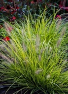 Rozplenica japońska Hameln Gold- duże sadzonki 2l