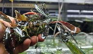 Bucephalandra sp. Black Centipede 2 Melawi kolekcja od fibell