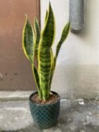 SANSEWIERIA SANSEVIERIA GWINEJSKA -oczyszczająca powietrze,dobry sen.