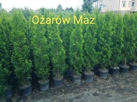 Tuja Szmaragd 150-160cm Ukorzenione Donica 5l