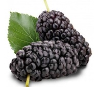 Morwa czarna SWEET DREAM Odmiana deserowa o dużych słodkich owocach