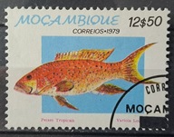 Ryby (kas) - luzak - do uzupełnień 13/8