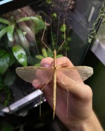 Patyczak straszyk skrzydlaty|Sipyloidea sipylus L4-L6