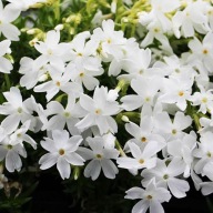 Floks szydlasty White Delight biały sadzonka w pojemniku do 0,5l