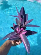 trzykrotka pink stripes M