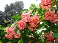 Brugmansia datura Angels Honeymoon
