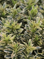 Trzmielina japońska Microphyllus Albovariegatus C2 10/15cm