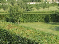 Grab pospolity żywopłot 40 CM sadzonki w pojemniku po3 sztuki P11 PROMOCJA