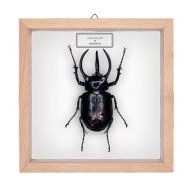 Chrząszcz w gablotce Chalcosoma atlas 1